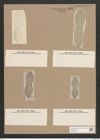 Navicula chersonensis Grun. (de-Toni-Nr.: Genus 1, Species 266) Zeichnungen Sammlung Grunow Nr. 611 (NHMW-BOT-W0366973)